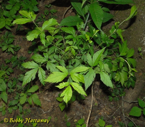 {Xanthorhiza simplicissima}